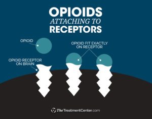 Decoding a Brain Receptor Protein Could Hold Key to Safer Opioids