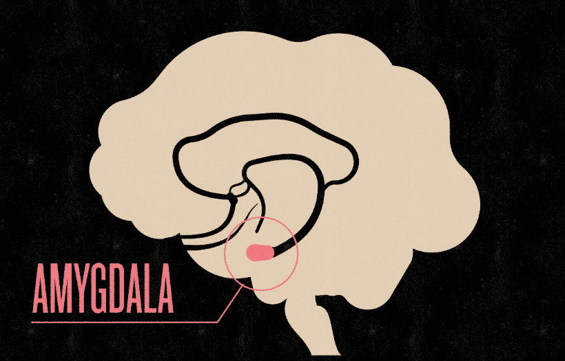 Direct Electrical Stimulation of Amygdale Can Enhance Declarative Memory in Humans