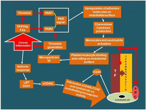 Blood-Vessel-On-A-Chip to Model Coagulation In Vitro
