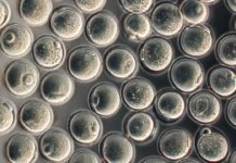 Role of Epigenetics in Preservation of Oocytes Through Childhood Role of Epigenetics in Preservation of Oocytes Through Childhood