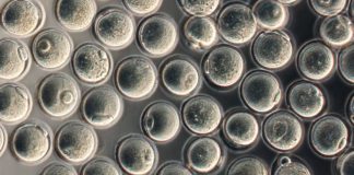 Role of Epigenetics in Preservation of Oocytes Through Childhood