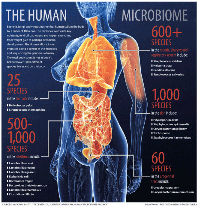 Gut Germs Could Help Cut Cancer Risk by Altering Chemical Markers