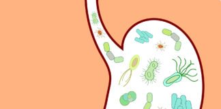 Gut Microbiome Could Hold Key to Longevity