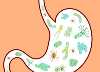 Gut Microbiome Could Hold Key to Longevity