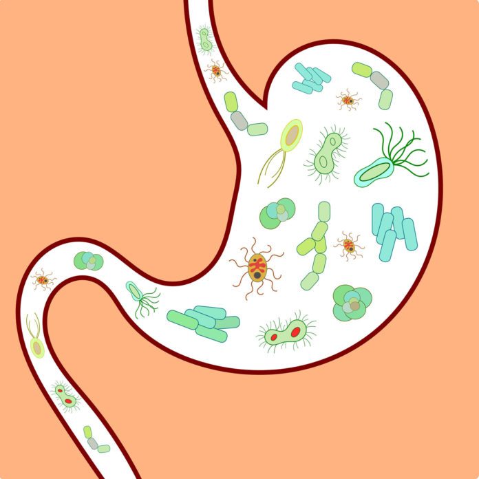 Gut Microbiome Could Hold Key to Longevity