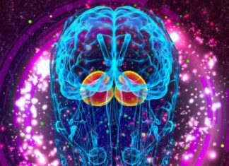 Direct Electrical Stimulation of Amygdale Can Enhance Declarative Memory in Humans: Study