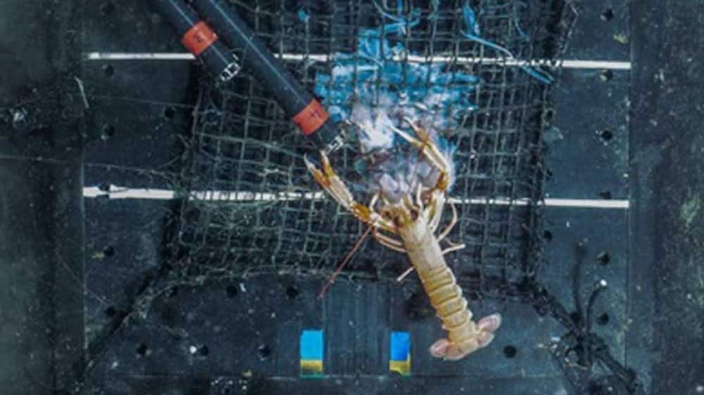 Jellyfishes Contribute to Sustainable Commercial Fishing