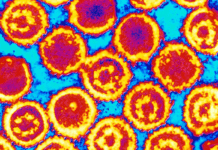 Scientists Describe Kaposi’s Sarcoma Virus Structure, Herald Potential Roadmap for Drug Development Scientists Describe Kaposi's Sarcoma Virus Structure