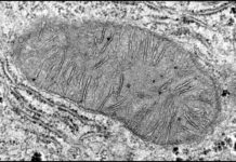 Lysosomes and Mitochondria Catch up on Regulation in Cell