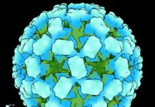 Designer Protein Encapsulating Its Own RNA Genome Useful in Delivering Therapy Designer Protein Encapsulating Own RNA Genome Used in Therapy