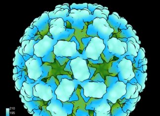 Designer Protein Encapsulating Own RNA Genome Used in Therapy