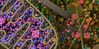 New Study Digs Deep into mtDNA to Understand Genetic Mosaicism