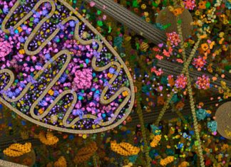 New Study Digs Deep into mtDNA to Understand Genetic Mosaicism