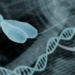 Scientists Use Programmable Self-Assembling Cells to Create Complex Tissues