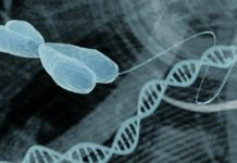 Scientists Use Programmable Self-Assembling Cells to Create Complex Tissues Scientists Use Programmable Self-Assembling Cells to Create Complex Tissues