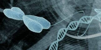 Scientists Use Programmable Self-Assembling Cells to Create Complex Tissues
