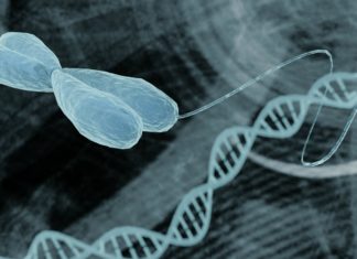 Scientists Use Programmable Self-Assembling Cells to Create Complex Tissues Scientists Use Programmable Self-Assembling Cells to Create Complex Tissues