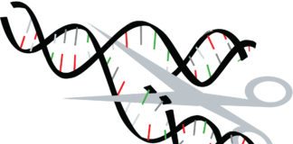 Microsoft’s AI Tool to Tune up Gene Editing Accuracy