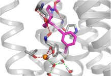 Study Uses HiPSCs to Demonstrate Contribution of Molecular Switches in Disease Risk