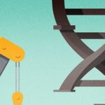 Improved Gene-Editing Corrects Diverse Muscular Dystrophy Mutations