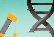 Improved Gene-Editing Corrects Diverse Muscular Dystrophy Mutations