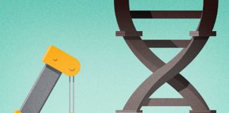 Improved Gene-Editing Corrects Diverse Muscular Dystrophy Mutations