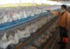 Indian Farms Dosing Chickens with “Last Resort Antibiotic” is Fostering Global Superbugs
