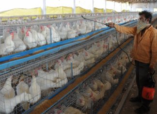 Indian Farms Dosing Chickens with “Last Resort Antibiotic” is Fostering Global Superbugs