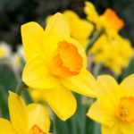 Daffodil Antidote to Cure Cancer - Latest Development in Cancer Research