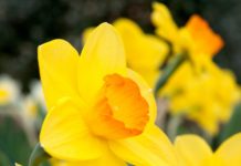 A Daffodil Antidote to Cure Cancer – Latest Development in Cancer Research Daffodil Antidote to Cure Cancer - Latest Development in Cancer Research