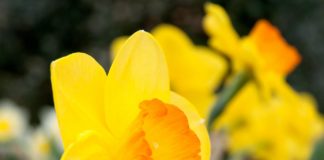 Daffodil Antidote to Cure Cancer - Latest Development in Cancer Research