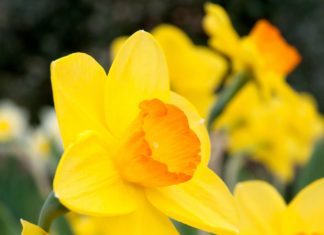 A Daffodil Antidote to Cure Cancer – Latest Development in Cancer Research Daffodil Antidote to Cure Cancer - Latest Development in Cancer Research