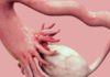In a First, Scientists Grow Human Eggs to Maturity in Lab