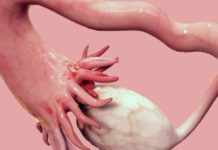 In a First, Scientists Grow Human Eggs to Maturity in Lab