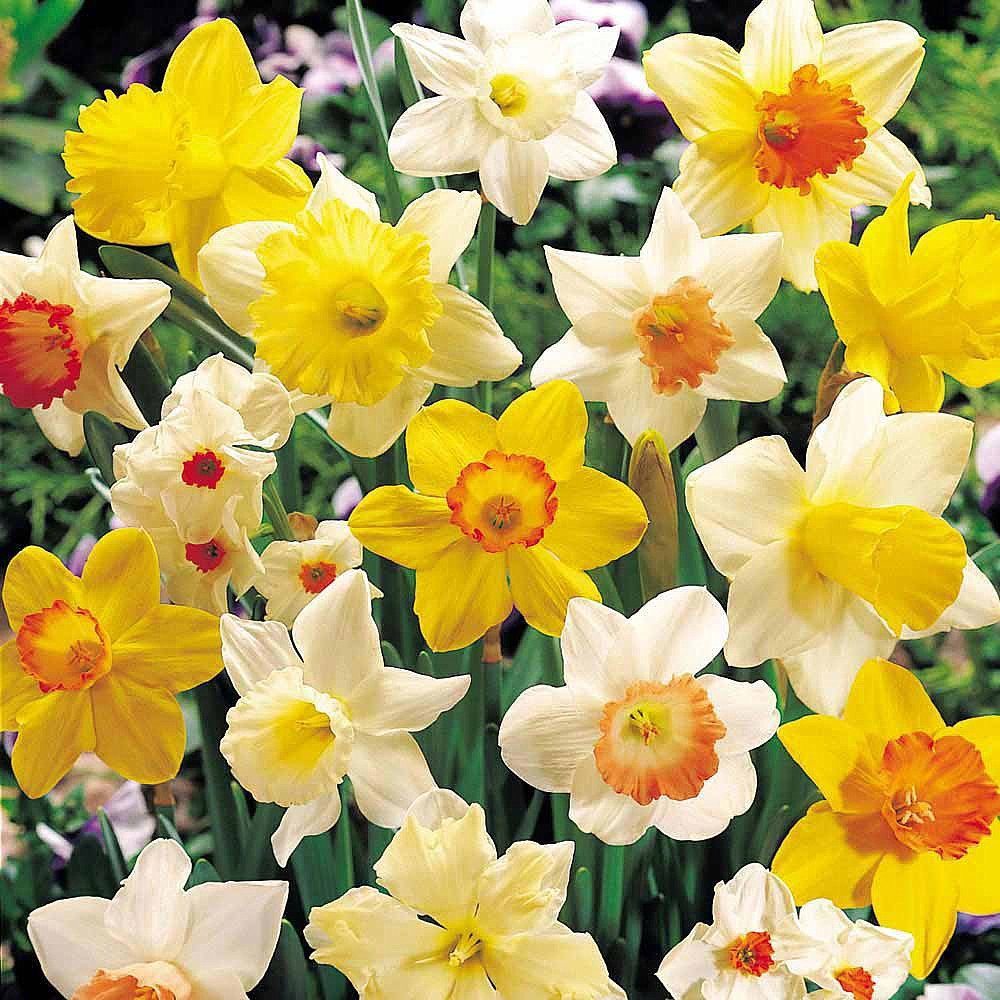 A Daffodil Antidote to Cure Cancer - Latest Development in Cancer Research