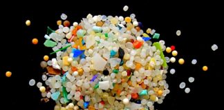 Microplastics in Oceans Leave Whale & Shark Vulnerable To Toxins