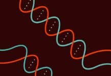 Rice University Team Explores CRISPR’s Sickle Cell Correction Potential CRISPR to the rescue! Editing System Used to Eliminate Latent HIV
