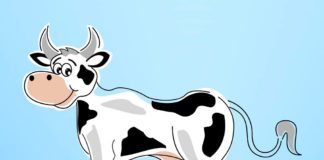 Gates foundation Ploughs $40M into Livestock Research for “Supercows”