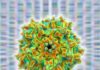 High-Dose AAV Vector Gene Therapy May Not be As Safe