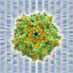 High-Dose AAV Vector Gene Therapy May Not be As Safe