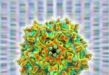 High-Dose AAV Vector Gene Therapy May Not be As Safe, Animal Model Study Suggests High-Dose AAV Vector Gene Therapy May Not be As Safe