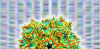 High-Dose AAV Vector Gene Therapy May Not be As Safe