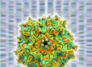 High-Dose AAV Vector Gene Therapy May Not be As Safe, Animal Model Study Suggests High-Dose AAV Vector Gene Therapy May Not be As Safe