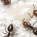 Ants Could Help Us Develop Novel, Potent Antibiotics Ants Could Help Us Develop Novel, Potent Antibiotics