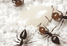 Ants Could Help Us Develop Novel, Potent Antibiotics Ants Could Help Us Develop Novel, Potent Antibiotics