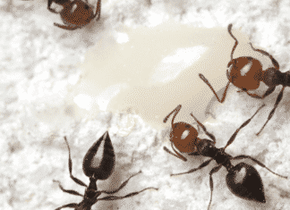 Ants Could Help Us Develop Novel, Potent Antibiotics Ants Could Help Us Develop Novel, Potent Antibiotics