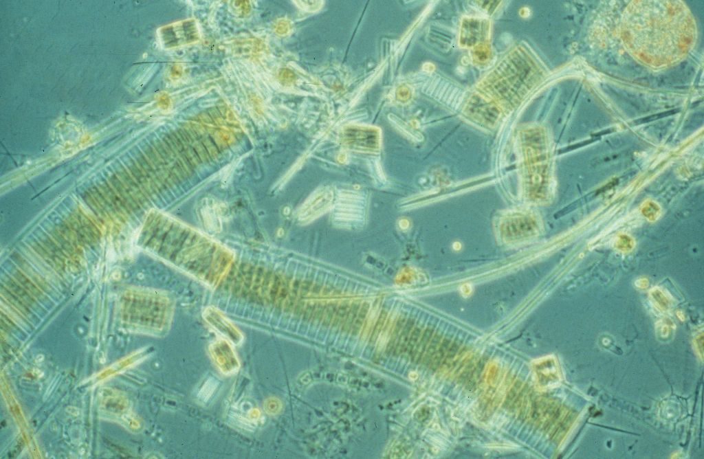 Algae Underside of Arctic Thrive Even at 0.02% Light