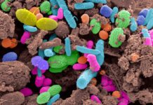 “Color Realism”: Bacteria Used to Grow Paints & Coatings