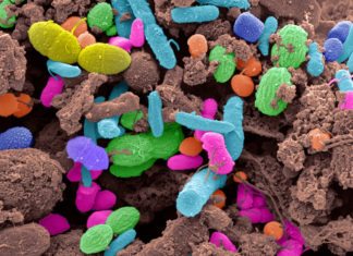 “Multigenerational Memory”: Bacteria Found to Pass On Wisdom to Descendents