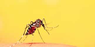 Dye Wipes Out Malaria Parasite at Unprecedented Rate